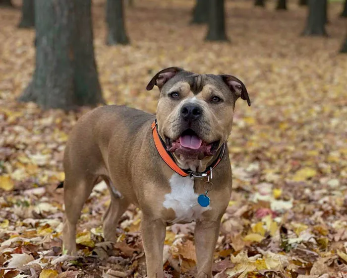 Orange MAX Reflective Dog Collar