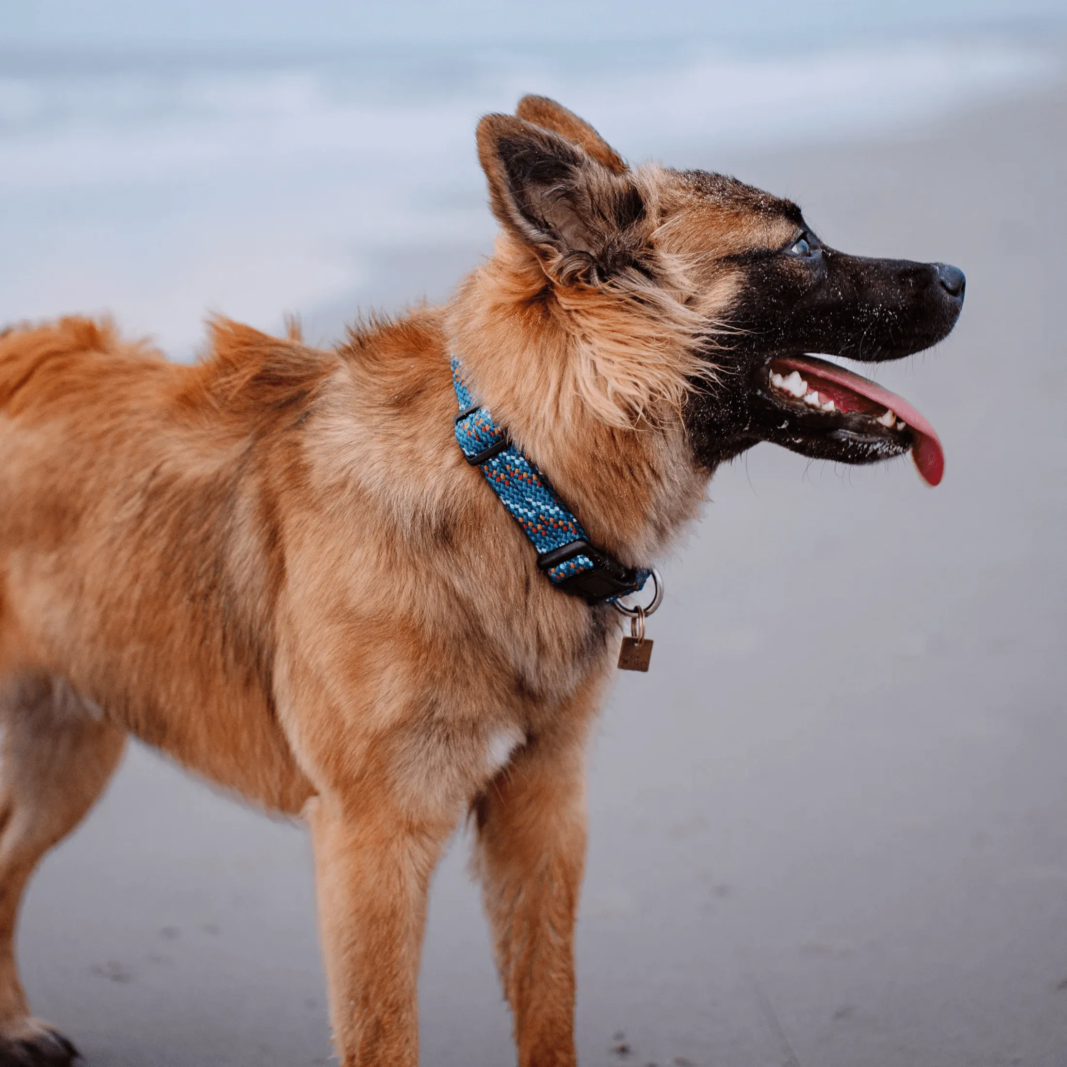 Pacific Blue Reflective Rope Collar