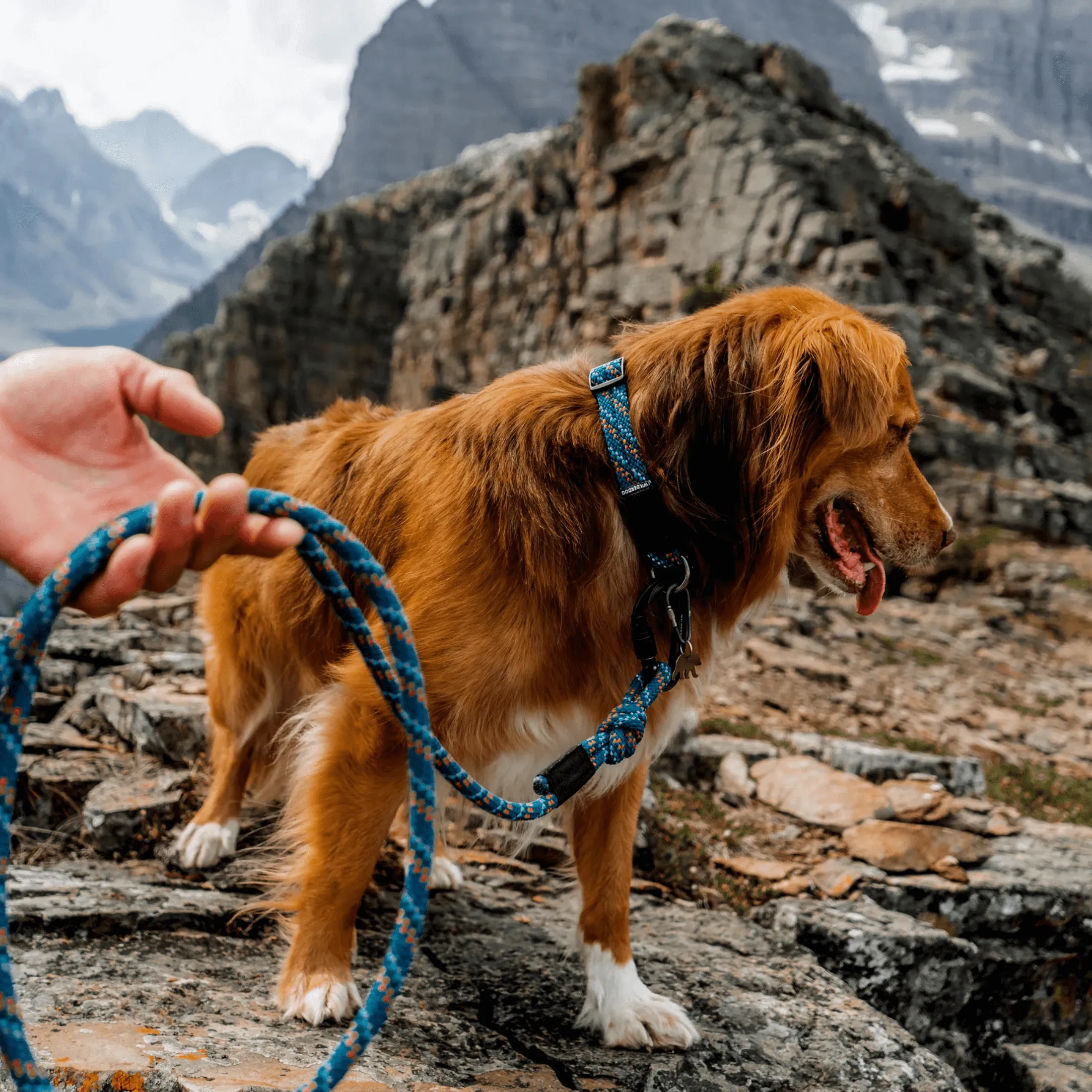 Pacific Blue Reflective Rope Collar