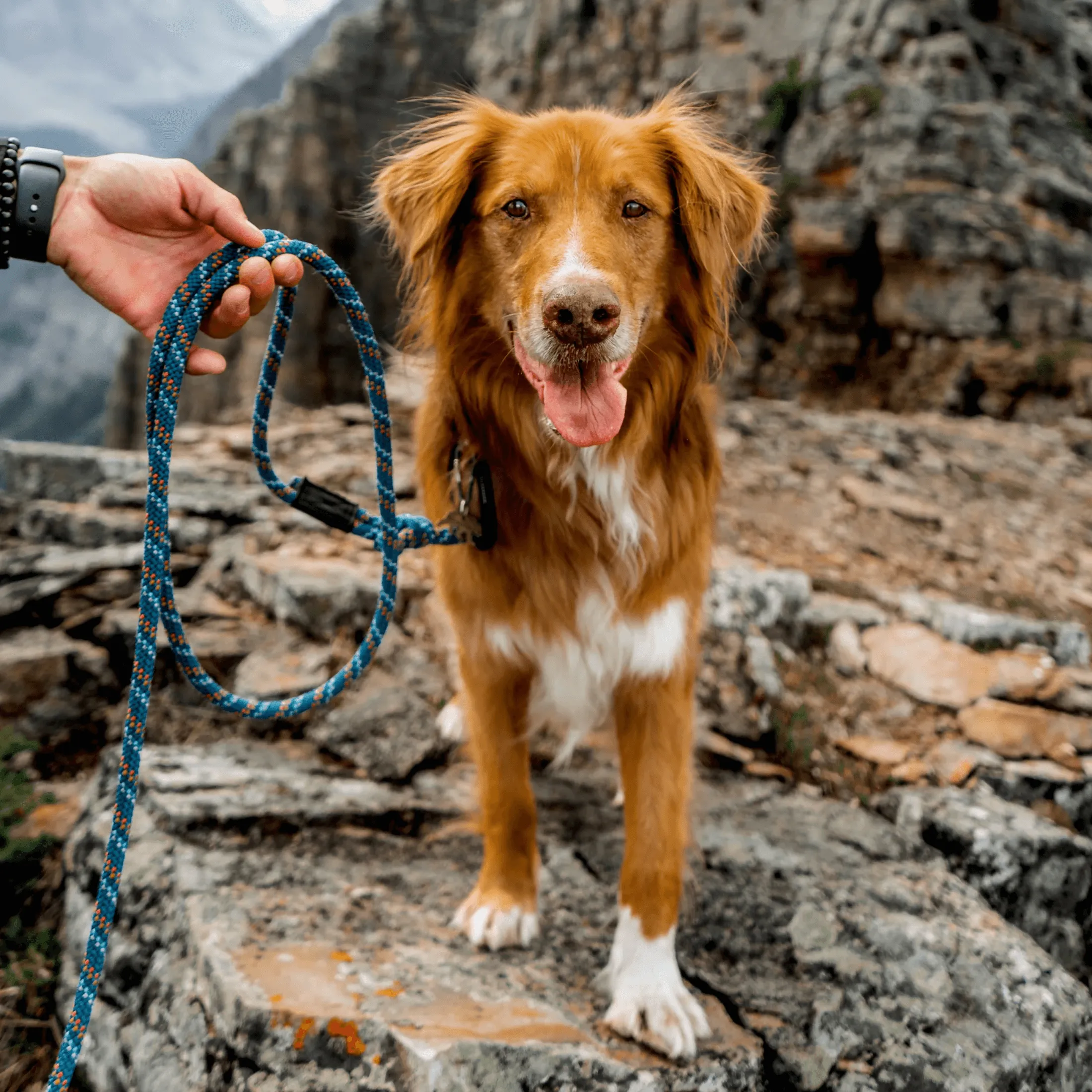 Pacific Blue Reflective Rope Leash