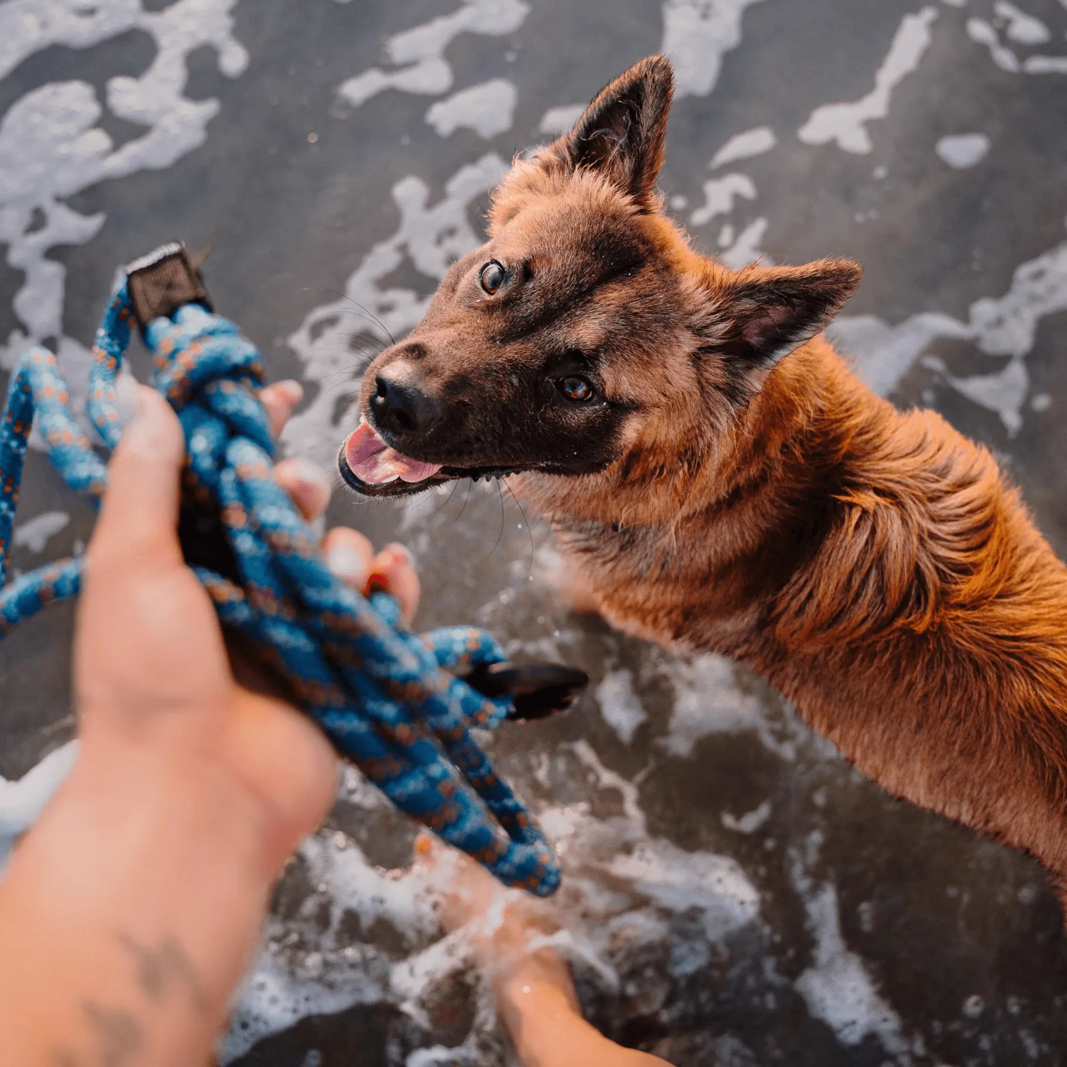 Pacific Blue Reflective Rope Leash