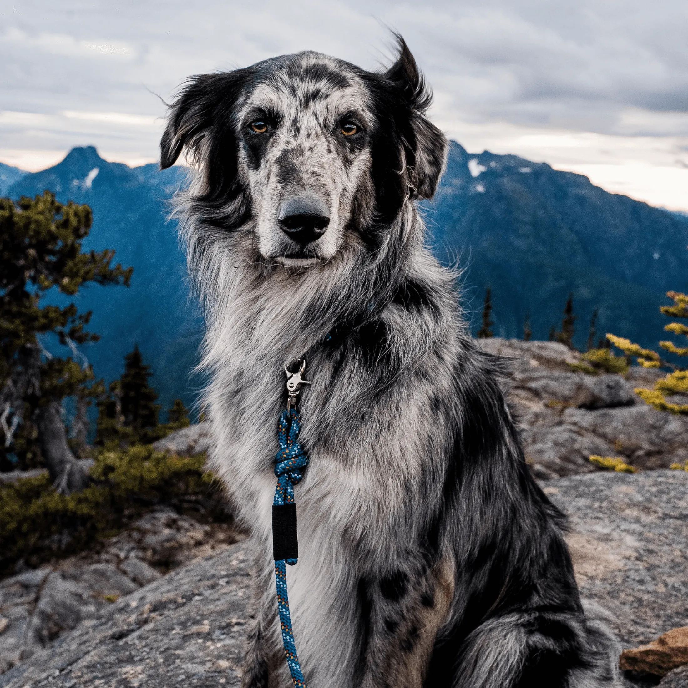 Pacific Blue Reflective Rope Leash
